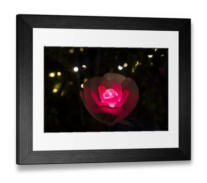 Framed Print : An illuminated red rose
