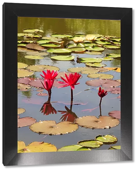 Thailand. Royal Park Ratchaphruek. Water lilies