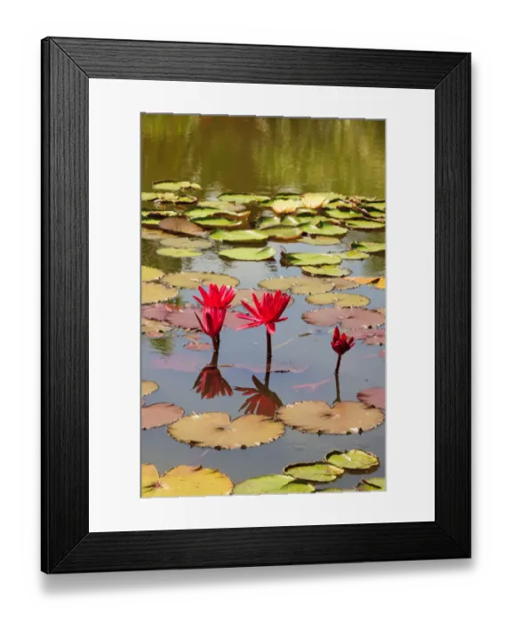 Framed Print : Thailand. Royal Park Ratchaphruek. Water lilies Framed Print : Thailand. Royal Park Ratchaphruek. Water lilies