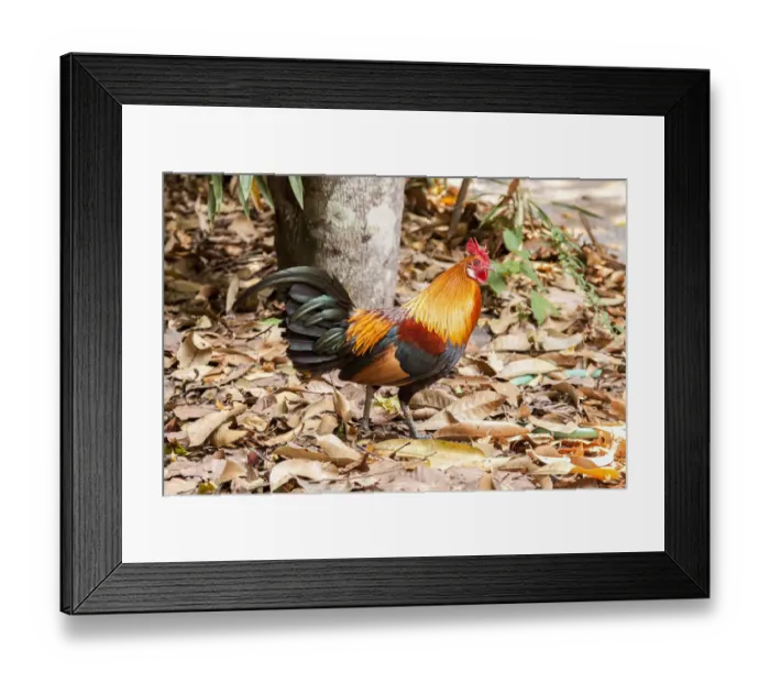 Framed Print : Thailand, Nong Khai Province. Rooster