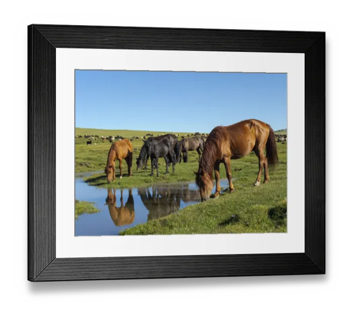 Framed Print : Horses on their mountain pasture at lake Song Kol (Son Kul, Songkol, Song-Koel) Framed Print : Horses on their mountain pasture at lake Song Kol (Son Kul, Songkol, Song-Koel)