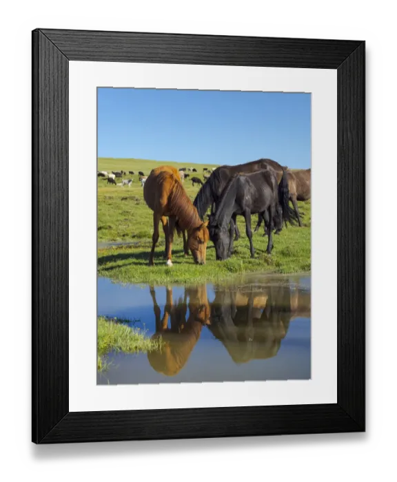 Framed Print : Horses on their mountain pasture at lake Song Kol (Son Kul, Songkol, Song-Koel) Framed Print : Horses on their mountain pasture at lake Song Kol (Son Kul, Songkol, Song-Koel)