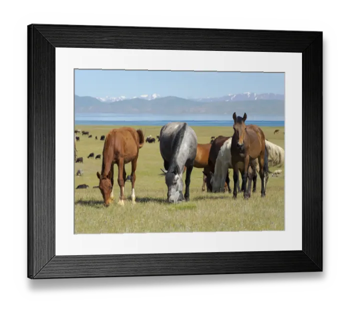 Framed Print : Horses on their mountain pasture at lake Song Kol (Son Kul, Songkol, Song-Koel) Framed Print : Horses on their mountain pasture at lake Song Kol (Son Kul, Songkol, Song-Koel)