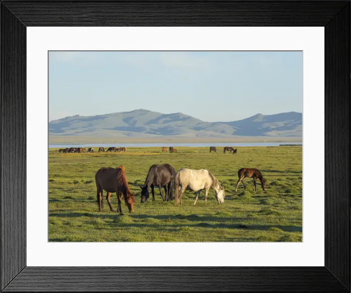Framed Print : Horses on their mountain pasture at lake Song Kol (Son Kul, Songkol, Song-Koel)