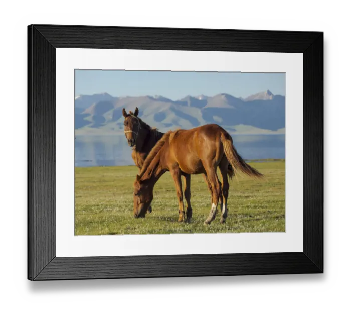 Framed Print : Horses on their mountain pasture at lake Song Kol (Son Kul, Songkol, Song-Koel) Framed Print : Horses on their mountain pasture at lake Song Kol (Son Kul, Songkol, Song-Koel)