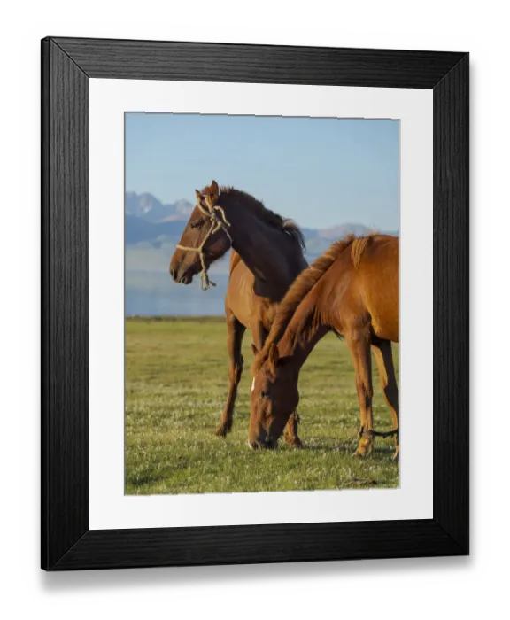 Framed Print : Horses on their mountain pasture at lake Song Kol (Son Kul, Songkol, Song-Koel)