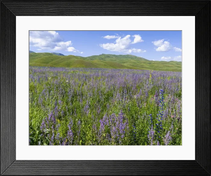 Framed Print : Wildflower meadow near the mountain road from Kazarman to mountain pass Urum Basch