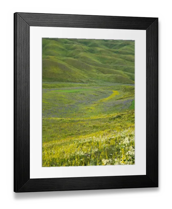 Framed Print : Wildflower meadow near the mountain road from Kazarman to mountain pass Urum Basch Framed Print : Wildflower meadow near the mountain road from Kazarman to mountain pass Urum Basch