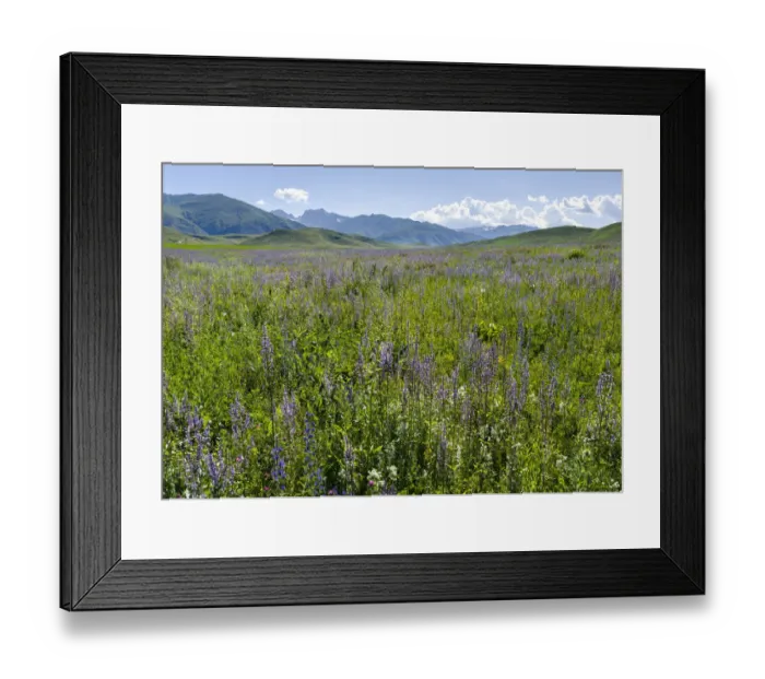 Framed Print : Wildflower meadow near the mountain road from Kazarman to mountain pass Urum Basch Framed Print : Wildflower meadow near the mountain road from Kazarman to mountain pass Urum Basch