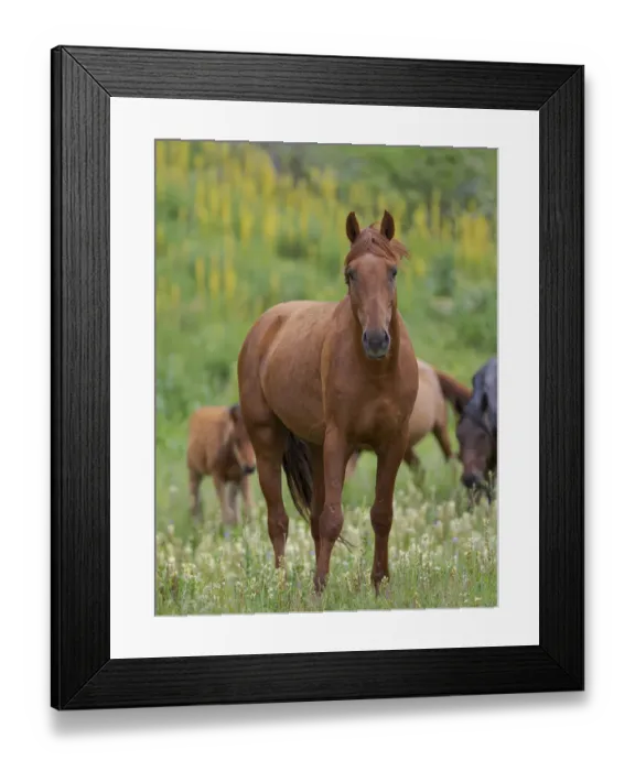 Framed Print : Horses on their summer pasture. National Park Besch Tasch in the Talas Alatoo mountain Framed Print : Horses on their summer pasture. National Park Besch Tasch in the Talas Alatoo mountain