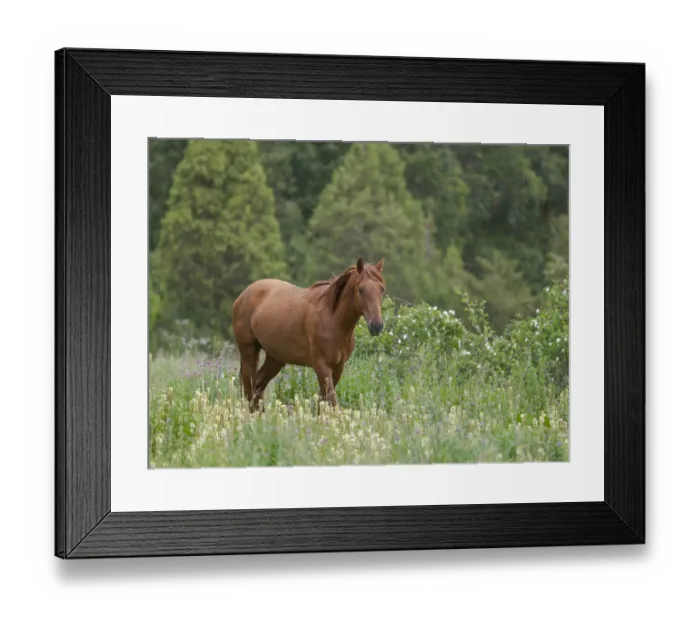Framed Print : Horses on their summer pasture. National Park Besch Tasch in the Talas Alatoo mountain Framed Print : Horses on their summer pasture. National Park Besch Tasch in the Talas Alatoo mountain