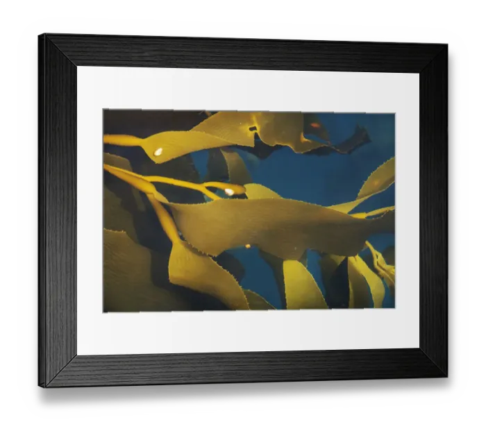 Framed Print : Antarctica, South Georgia Island, Undine Harbor North. Close-up of kelp in ocean