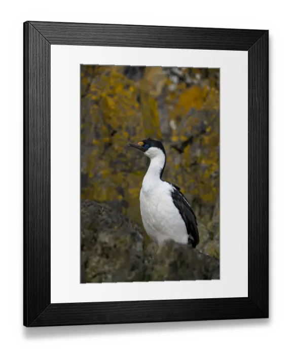 Framed Print : Antarctica, South Georgia Island, Undine Harbor North. Antarctic blue-eyed shag close-up