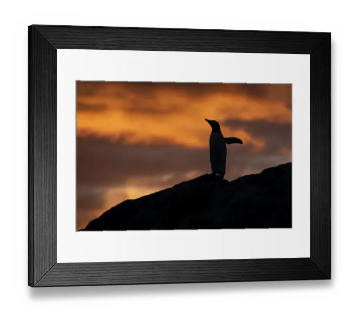 Framed Print : Antarctica, Paradise Harbor aka Paradise Bay. Silhouette of gentoo penguins with polar Framed Print : Antarctica, Paradise Harbor aka Paradise Bay. Silhouette of gentoo penguins with polar