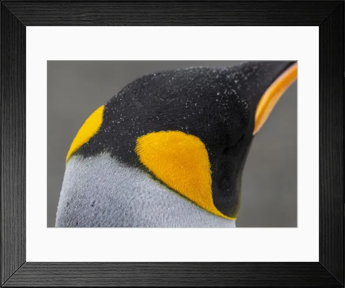 Framed Print : South Georgia, Gold Harbour aka Gold Harbor. Detail of raindrops on King penguin feathers Framed Print : South Georgia, Gold Harbour aka Gold Harbor. Detail of raindrops on King penguin feathers