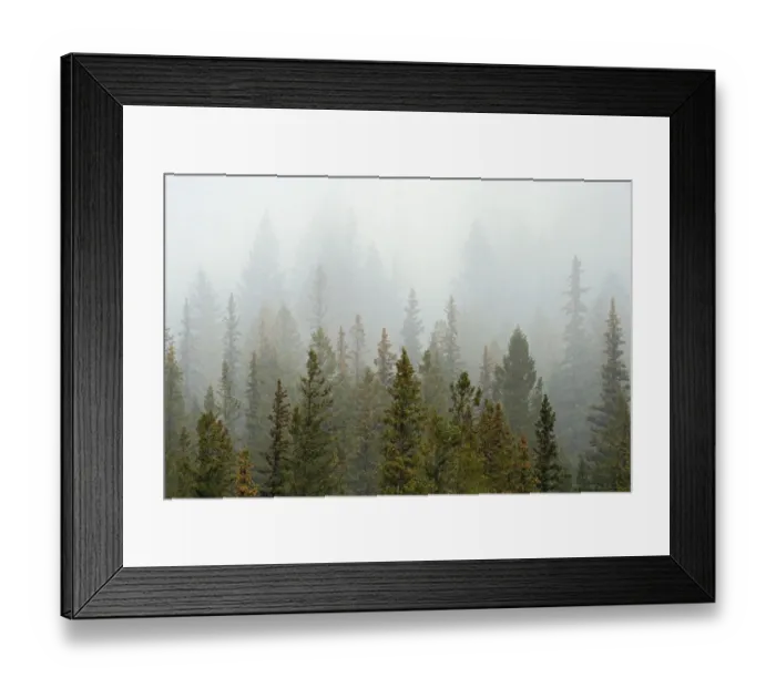 Framed Print : Canada, Alberta, Banff National Park. Bow Valley forest in fog