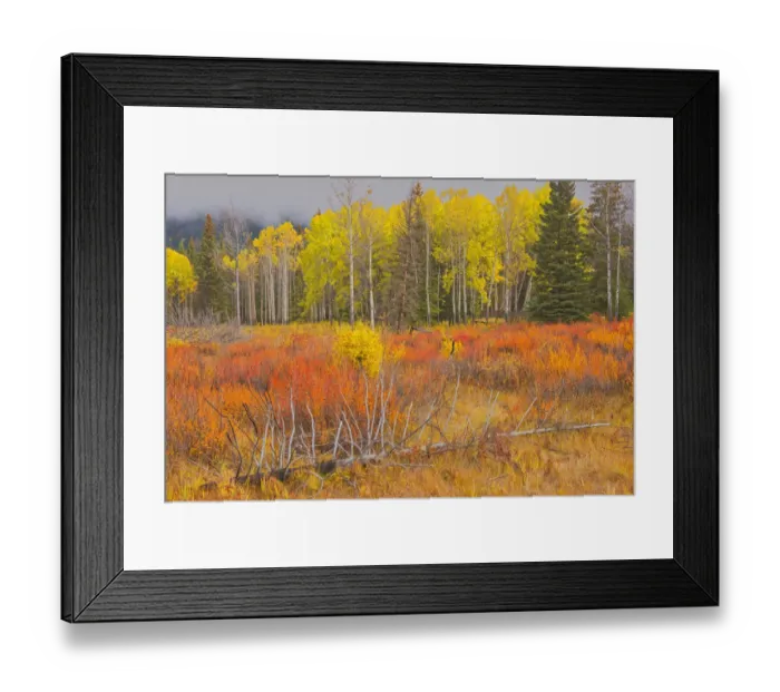 Framed Print : Canada, Alberta, Banff National Park. Bow Valley in autumn colors Framed Print : Canada, Alberta, Banff National Park. Bow Valley in autumn colors