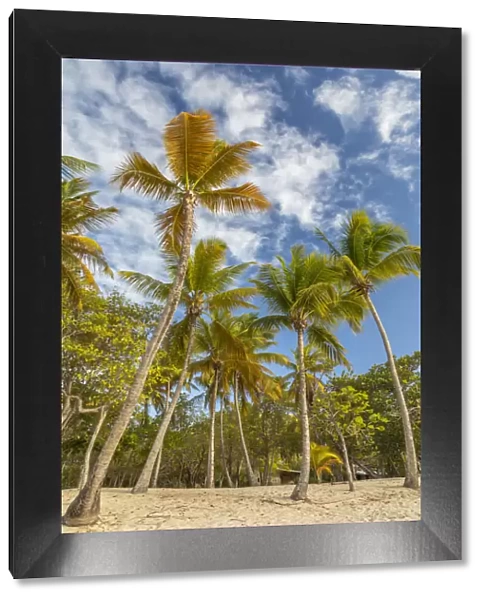 Caribbean, Grenada, Mayreau Island. Beach and palm trees