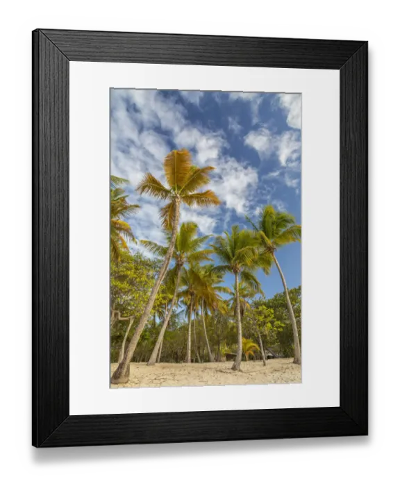 Framed Print : Caribbean, Grenada, Mayreau Island. Beach and palm trees Framed Print : Caribbean, Grenada, Mayreau Island. Beach and palm trees