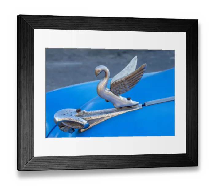 Framed Print : Close-up a swan hood ornament on a classic blue American car in Vieja, old Habana, Havana Framed Print : Close-up a swan hood ornament on a classic blue American car in Vieja, old Habana, Havana