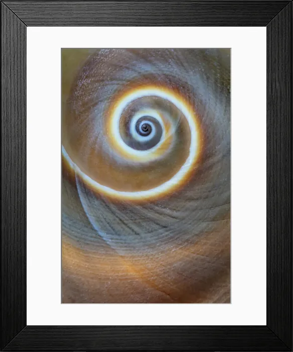 Framed Print : USA, Washington State, Seabeck. Spiral sea shell close-up Framed Print : USA, Washington State, Seabeck. Spiral sea shell close-up
