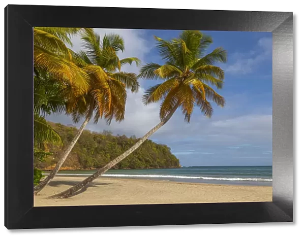 Caribbean, Grenada, Grenadines. Palm trees and ocean at La Sagesse Beach