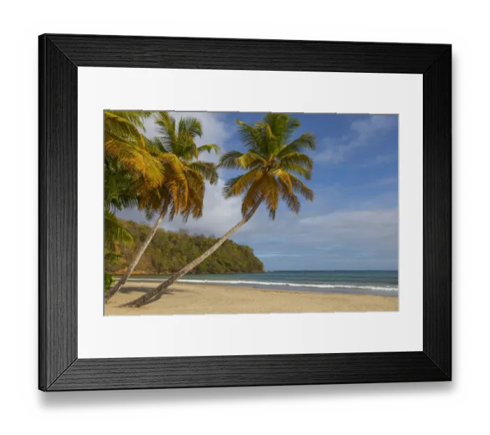 Framed Print : Caribbean, Grenada, Grenadines. Palm trees and ocean at La Sagesse Beach Framed Print : Caribbean, Grenada, Grenadines. Palm trees and ocean at La Sagesse Beach