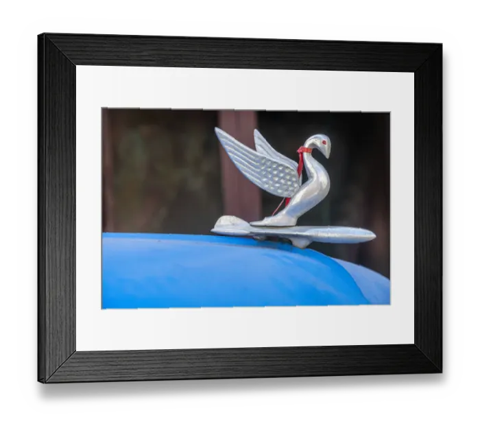 Framed Print : Detail of swan hood ornament usually found on classic American Packard in Vieja