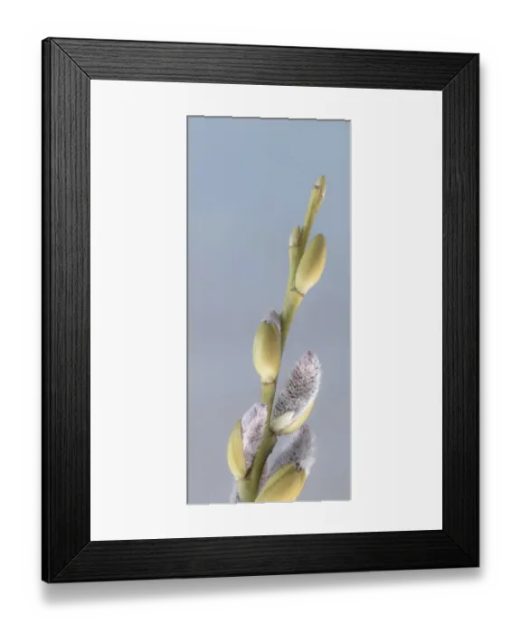 Framed Print : USA, Washington State, Seabeck. Pussy willows close-up. Credit as Framed Print : USA, Washington State, Seabeck. Pussy willows close-up. Credit as