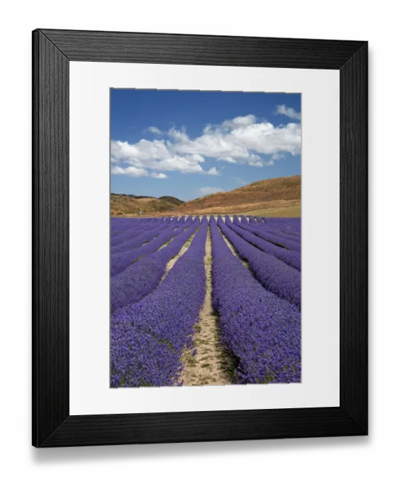 Framed Print : New Zealand Alpine Lavender, near Twizel, Mackenzie Country, Canterbury, South Island Framed Print : New Zealand Alpine Lavender, near Twizel, Mackenzie Country, Canterbury, South Island