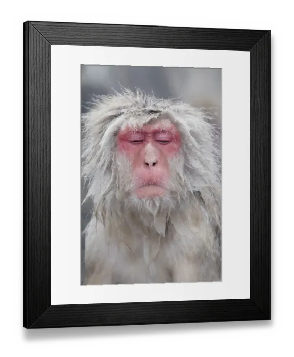 Framed Print : Asia, Japan, Nagano, Jigokudani Yaen Koen, Snow Monkey Park, Japanese macaque Framed Print : Asia, Japan, Nagano, Jigokudani Yaen Koen, Snow Monkey Park, Japanese macaque