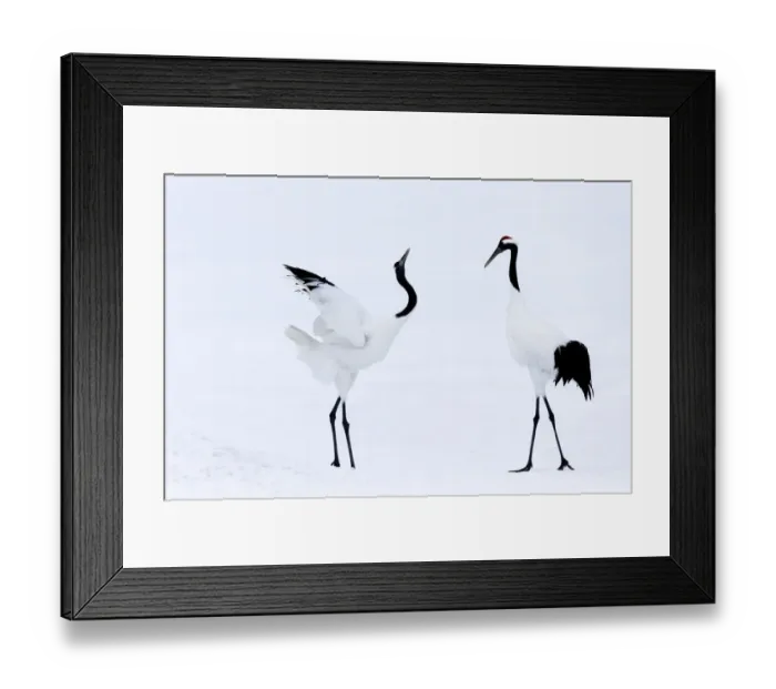 Framed Print : Asia, Japan, Hokkaido, Kushiro, Akan International Crane Center, red-crowned crane Framed Print : Asia, Japan, Hokkaido, Kushiro, Akan International Crane Center, red-crowned crane