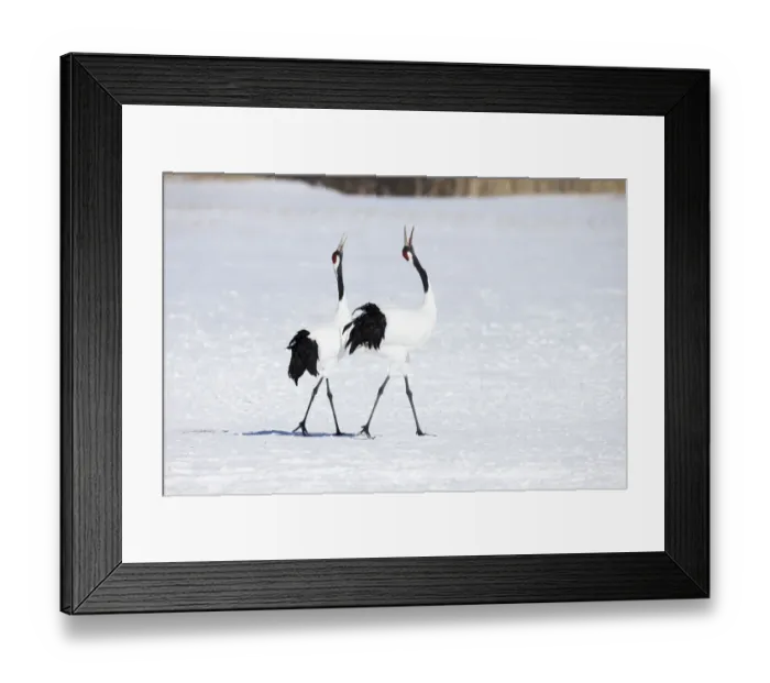 Framed Print : Asia, Japan, Hokkaido, Kushiro, Akan International Crane Center, red-crowned crane Framed Print : Asia, Japan, Hokkaido, Kushiro, Akan International Crane Center, red-crowned crane