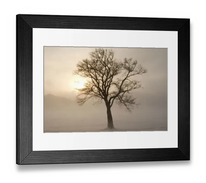Framed Print : Asia, Japan, Hokkaido, Lake Kussharo. A tree stands silhouetted by the rising sun Framed Print : Asia, Japan, Hokkaido, Lake Kussharo. A tree stands silhouetted by the rising sun