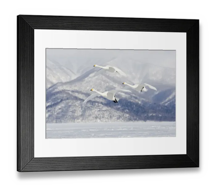 Framed Print : Asia, Japan, Hokkaido, Lake Kussharo, whooper swan, Cygnus cygnus