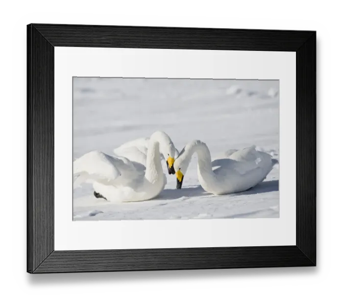 Framed Print : Asia, Japan, Hokkaido, Lake Kussharo, whooper swan, Cygnus cygnus Framed Print : Asia, Japan, Hokkaido, Lake Kussharo, whooper swan, Cygnus cygnus