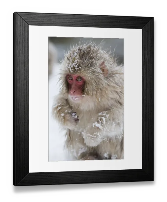 Framed Print : Asia, Japan, Nagano, Jigokudani Yaen Koen, Snow Monkey Park, Japanese macaque Framed Print : Asia, Japan, Nagano, Jigokudani Yaen Koen, Snow Monkey Park, Japanese macaque