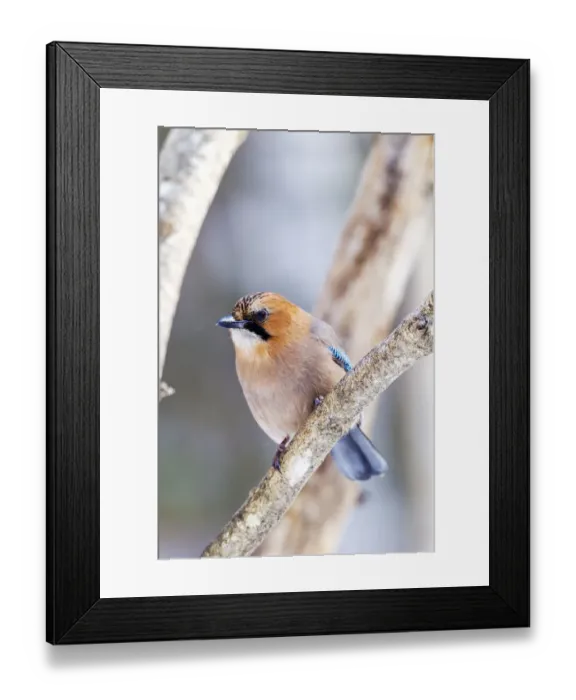 Framed Print : Asia, Japan, Hokkaido, Lake Kussharo, Eurasian jay, Garrulus glandarius Framed Print : Asia, Japan, Hokkaido, Lake Kussharo, Eurasian jay, Garrulus glandarius