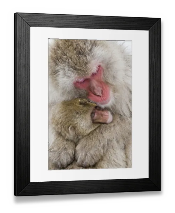 Framed Print : Asia, Japan, Nagano, Jigokudani Yaen Koen, Snow Monkey Park, Japanese macaque