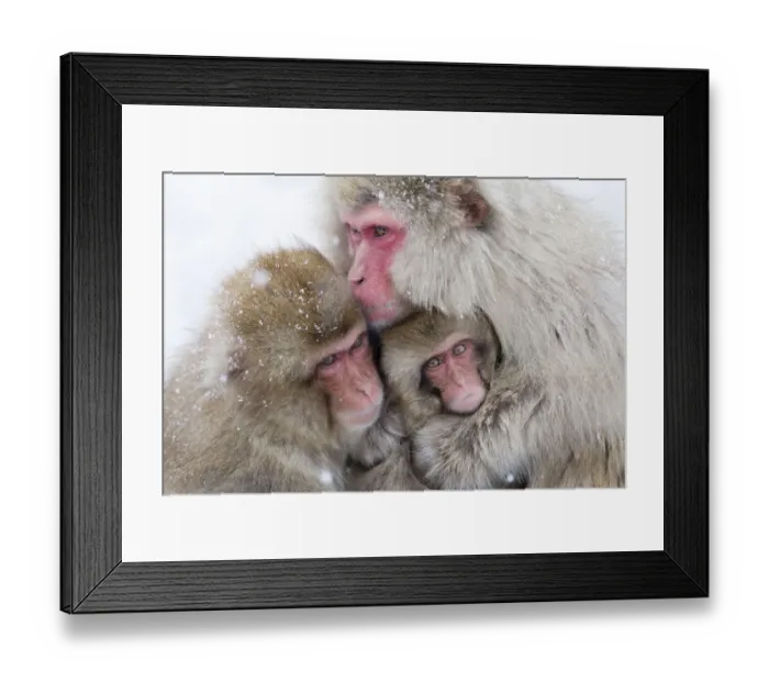 Framed Print : Asia, Japan, Nagano, Jigokudani Yaen Koen, Snow Monkey Park, Japanese macaque Framed Print : Asia, Japan, Nagano, Jigokudani Yaen Koen, Snow Monkey Park, Japanese macaque