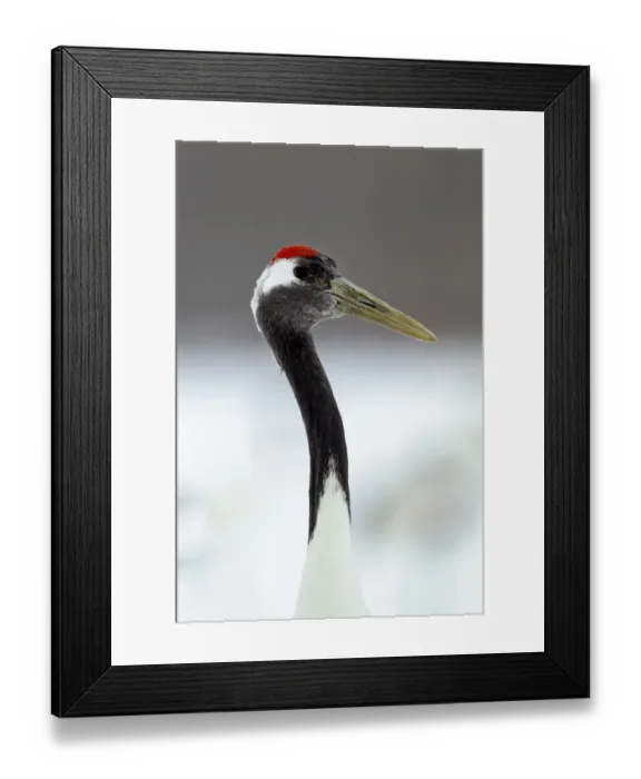 Framed Print : Asia, Japan, Hokkaido, Kushiro, Akan International Crane Center, red-crowned crane Framed Print : Asia, Japan, Hokkaido, Kushiro, Akan International Crane Center, red-crowned crane