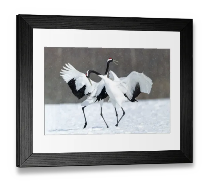 Framed Print : Asia, Japan, Hokkaido, Kushiro, Akan International Crane Center, red-crowned crane Framed Print : Asia, Japan, Hokkaido, Kushiro, Akan International Crane Center, red-crowned crane