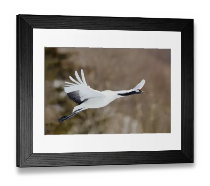 Framed Print : Asia, Japan, Hokkaido, Kushiro, Akan International Crane Center, red-crowned crane Framed Print : Asia, Japan, Hokkaido, Kushiro, Akan International Crane Center, red-crowned crane
