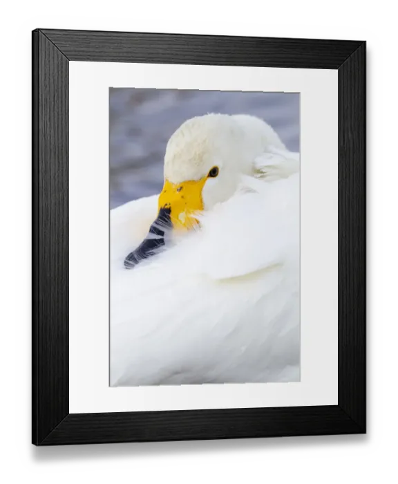 Framed Print : Asia, Japan, Hokkaido, Lake Kussharo, whooper swan, Cygnus cygnus Framed Print : Asia, Japan, Hokkaido, Lake Kussharo, whooper swan, Cygnus cygnus