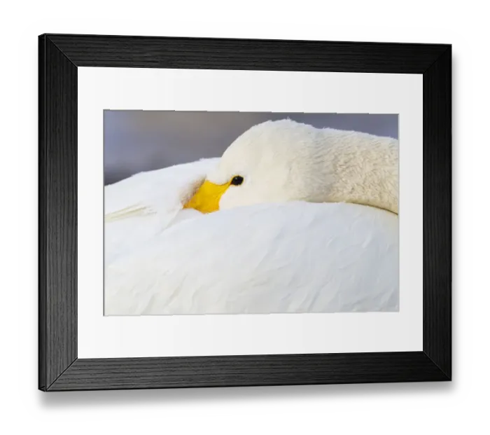 Framed Print : Asia, Japan, Hokkaido, Lake Kussharo, whooper swan, Cygnus cygnus Framed Print : Asia, Japan, Hokkaido, Lake Kussharo, whooper swan, Cygnus cygnus