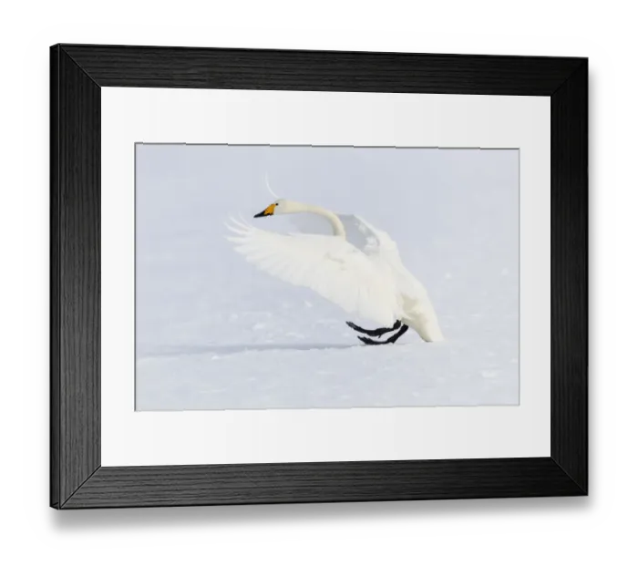 Framed Print : Asia, Japan, Hokkaido, Lake Kussharo, whooper swan, Cygnus cygnus Framed Print : Asia, Japan, Hokkaido, Lake Kussharo, whooper swan, Cygnus cygnus