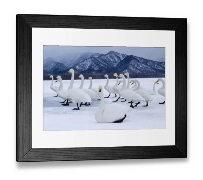 Framed Print : Asia, Japan, Hokkaido, Lake Kussharo, whooper swan, Cygnus cygnus Framed Print : Asia, Japan, Hokkaido, Lake Kussharo, whooper swan, Cygnus cygnus