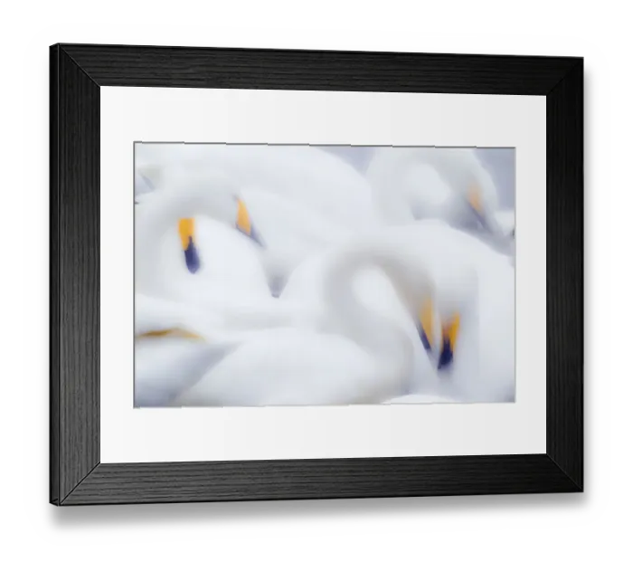 Framed Print : Asia, Japan, Hokkaido, Lake Kussharo, whooper swan, Cygnus cygnus Framed Print : Asia, Japan, Hokkaido, Lake Kussharo, whooper swan, Cygnus cygnus