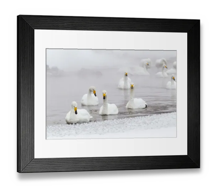 Framed Print : Asia, Japan, Hokkaido, Lake Kussharo, whooper swan, Cygnus cygnus Framed Print : Asia, Japan, Hokkaido, Lake Kussharo, whooper swan, Cygnus cygnus