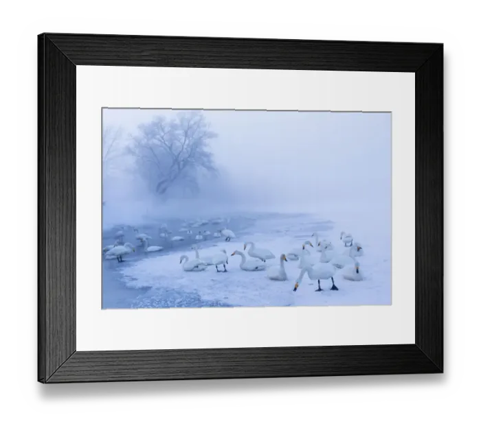 Framed Print : Asia, Japan, Hokkaido, Lake Kussharo, whooper swan, Cygnus cygnus Framed Print : Asia, Japan, Hokkaido, Lake Kussharo, whooper swan, Cygnus cygnus